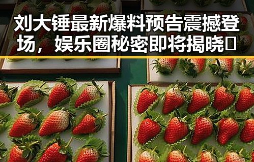 刘大锤最新爆料预告震撼登场，娱乐圈秘密即将揭晓🔍
