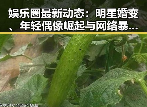 娱乐圈最新动态:明星婚变、年轻偶像崛起与网络暴力的双刃剑
